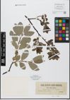 Foto von Salix glabra Scop.